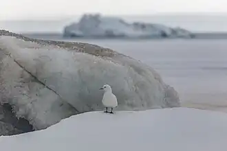 De zeldzame ivoormeeuw (Pagophila eburnea) op Frans Jozefland.