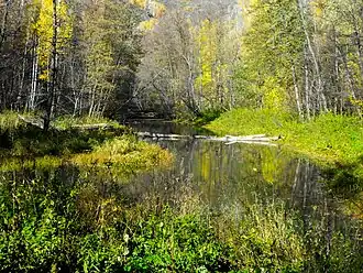 Moerasachtig bosgebied in Sjajtan-Taoe.