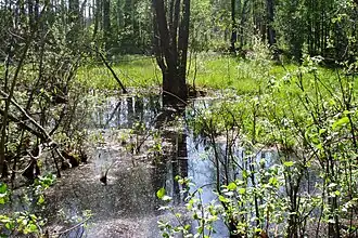 Moerasbos in de zakaznik Moeromski.