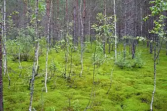 Boreaal bos met mossige ondergrond.
