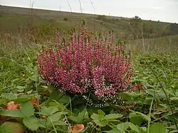 Struikhei (Calluna vulgaris)