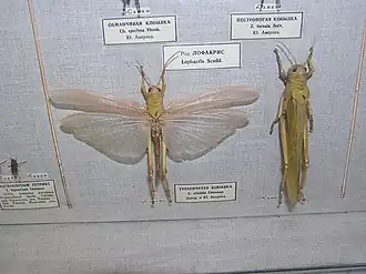 Titanacris humboldtii