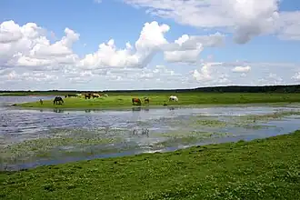Uiterwaarden van de rivier Desna.