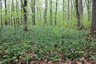 Eiken-haagbeukenbos in Nationaal Park Karmeljoek-Podolië.