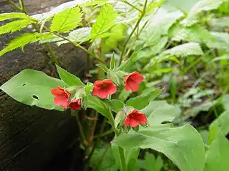 Pulmonaria filarszkyana.