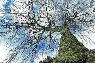 Zapovednik Kologrivski Les