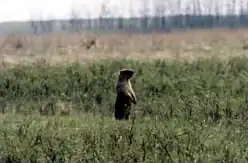 Bobakmarmot (Marmota bobak) in Zapovednik Loehansky.