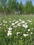 Anemone sylvestris in deelgebied "Lysye Gory".