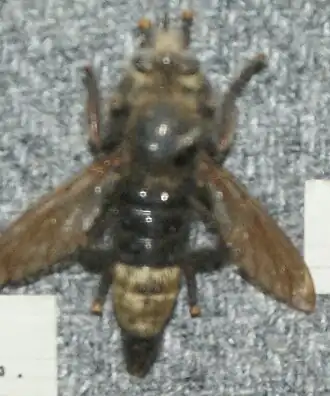 Laphria gibbosa