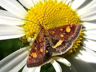 Pyrausta falcatalis