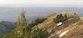 Helling met jeneverbes (Juniperus communis).