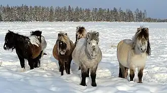 Jakoeten in wintervacht