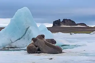 Walrussen (Odobenus rosmarus) op Hayes-eiland, Frans Jozefland.