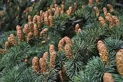 Vrouwelijke bloeiwijzen