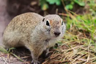 Spermophilus musicus