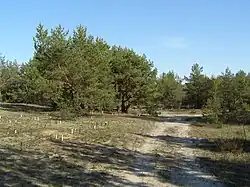 Korstmossen-dennenbos in contact met de associatie van buntgras en heidespurrie