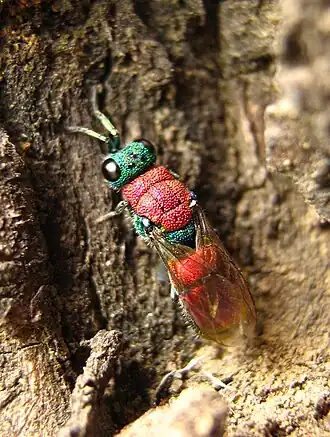 Chrysura laevigata