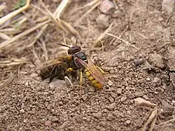 Een bijenwolf (wesp) met een buitgemaakte bij
