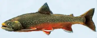 Salvelinus lepechini