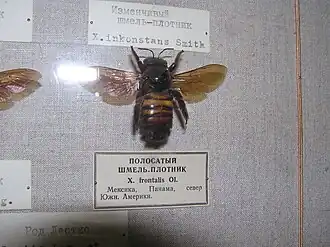 Xylocopa frontalis