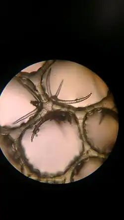 Dwarsdoorsnede stengel