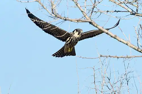Boomvalk, Biosfeerreservaat Zwarte Zee, Oekraïne
