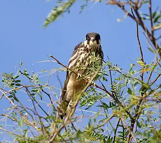 Boomvalk, Biosfeerreservaat Zwarte Zee, Oekraïne
