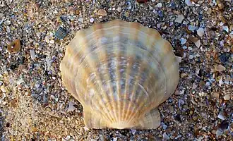 Flexopecten glaber