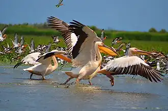 Opvliegende roze pelikanen (Pelecanus onocrotalus) met grutto's (Limosa limosa) op de achtergrond.
