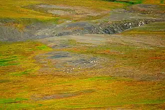 Toendralandschap met in de verte een kudde rendieren (Rangifer tarandus pearsoni), Nova Zembla.