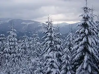 Winterse aanblik van het Nationaal Park Synevyr