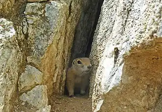 Langstaartgrondeekhoorn
