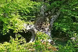 Een oude oosterse beuk in het Krimgebergte.