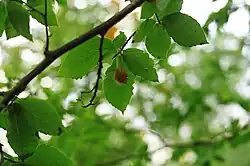 Bladeren van de oosterse beuk in Biosfeerreservaat Teberdinski.