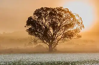 Velden vol met dichtersnarcissen (Narcissus poeticus) in het Narcissendal (begin mei 2015).