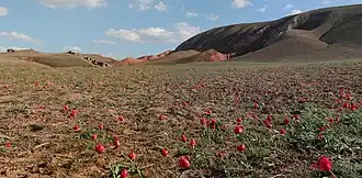 Tulipa gesneriana op de oostelijke hellingen van de Grote Bogdo.
