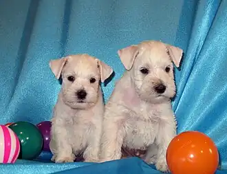 Dwergschnauzerpups wit