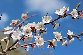 Prunus sibirica-bloesem