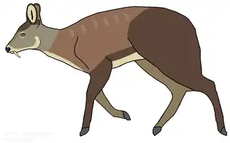 Moschus leucogaster