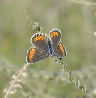 Plebejus cleopatra