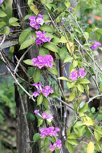 Mansoa alliacea