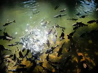 Neolissochilus stracheyi