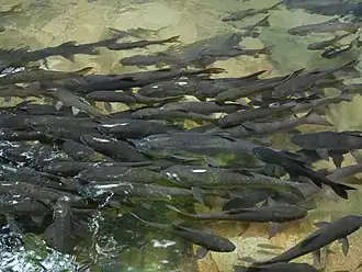 Neolissochilus soroides