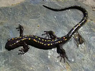 Kaukasische landsalamander