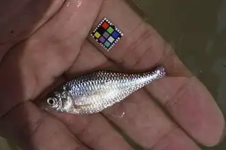 Acheilognathus tabira tohokuensis