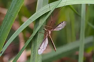 Tipula aino