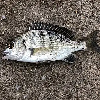 Acanthopagrus schlegelii schlegelii