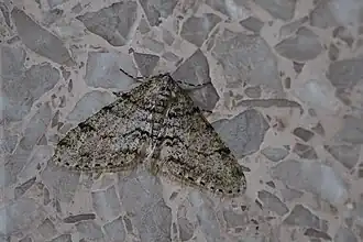 Phigalia verecundaria