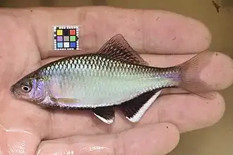 Acheilognathus tabira nakamurae