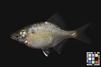 Acheilognathus typus